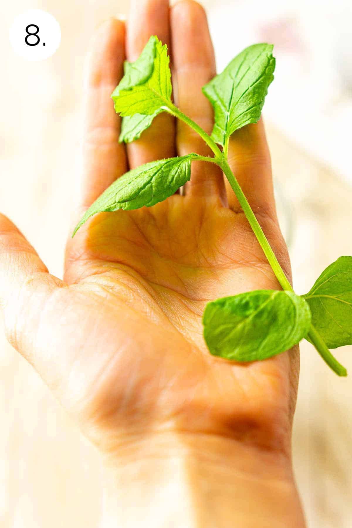 The mint in the palm of a hand before clapping over it to garnish.