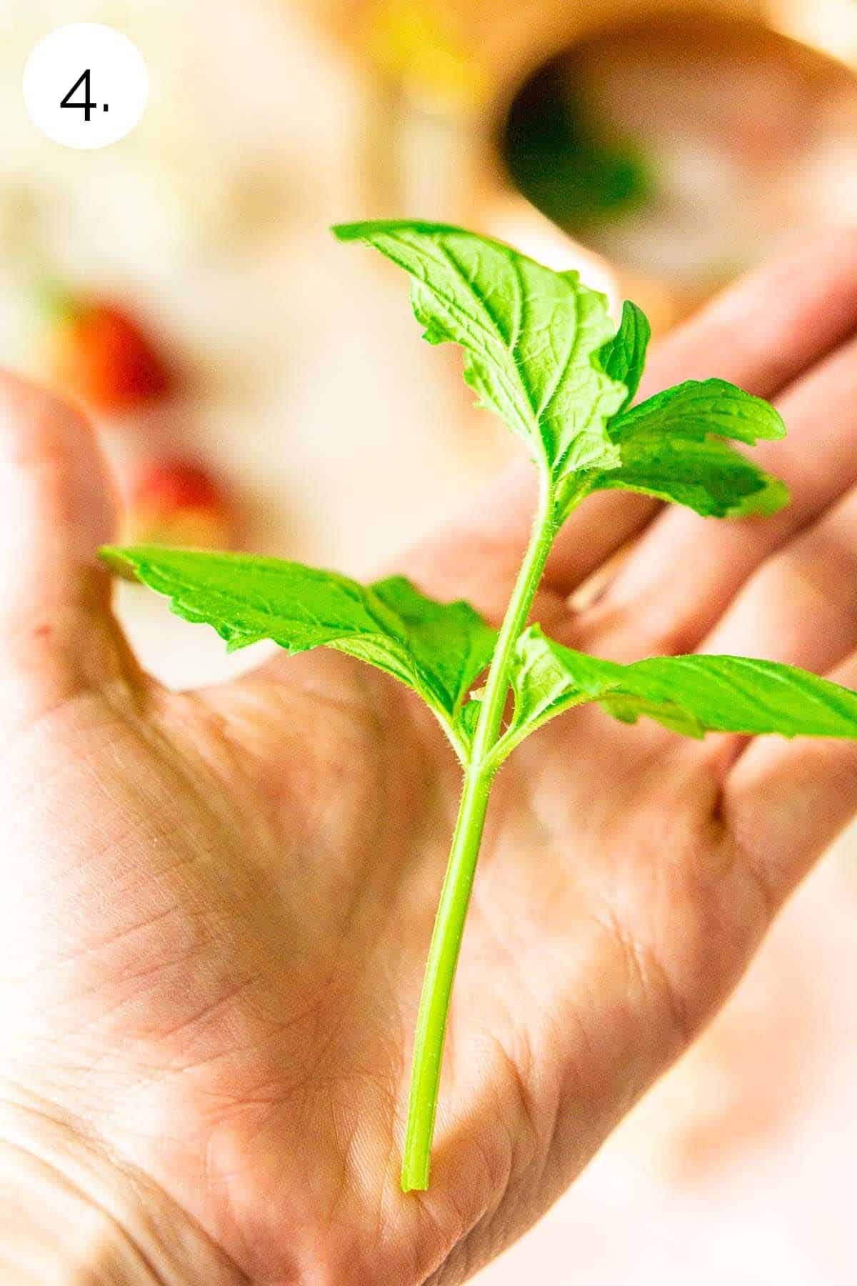 A fresh mint sprig in the palm of a hand before garnishing in the drink.