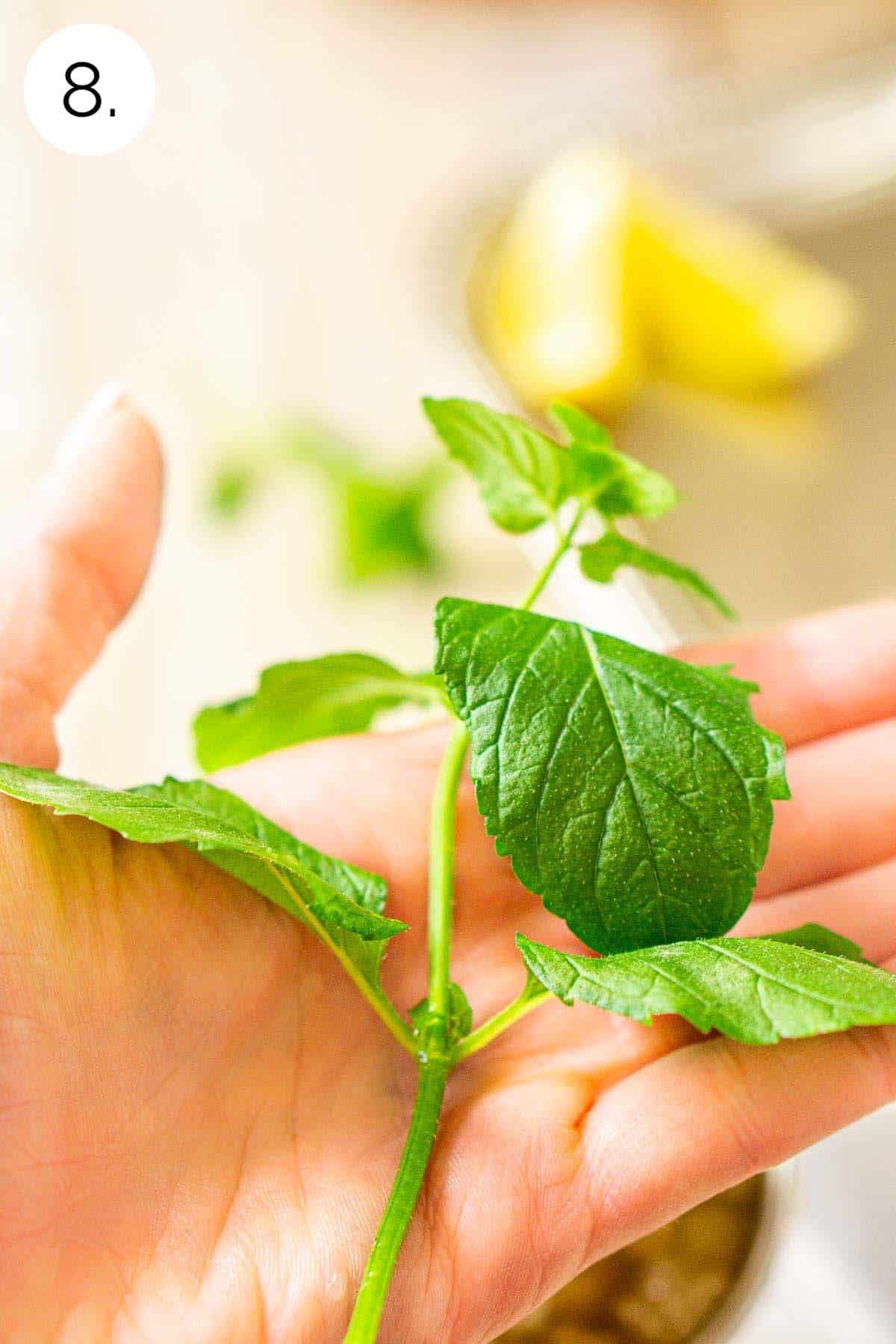 A fresh mint sprig in the palm of a hand before clapping and then garnishing.